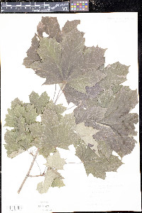 Acer nigrum image