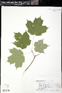 Acer nigrum image