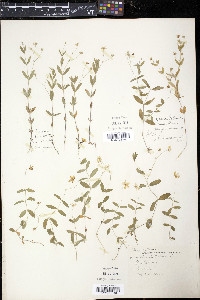 Moehringia lateriflora image