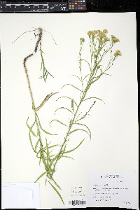 Euthamia occidentalis image