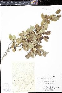 Ilex mucronata image