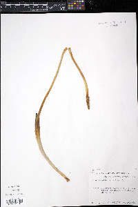 Orontium aquaticum image