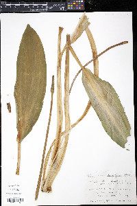 Orontium aquaticum image