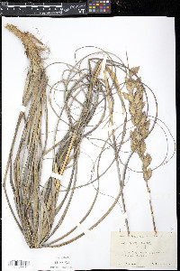 Uniola paniculata image