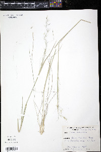 Stipa avenacea image
