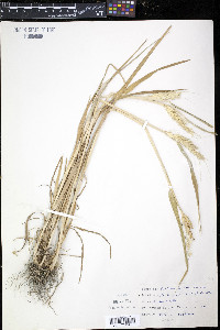 Triticum aestivum image