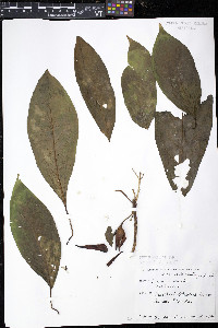 Cananga odorata image