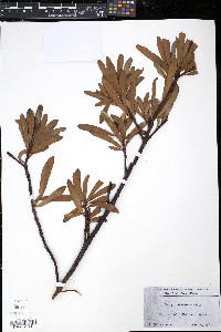 Drimys aromatica image