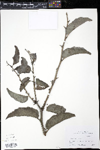 Amborella trichopoda image