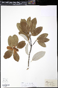 Magnolia glauca image