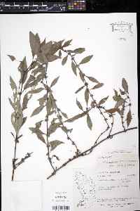 Diodia ocymifolia image