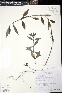Diodia ocymifolia image