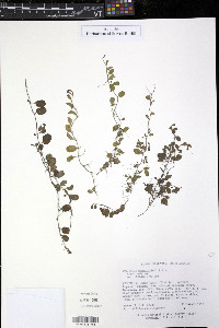 Evolvulus nummularius image
