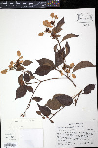 Calycophyllum candidissimum image