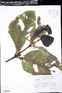 Coffea liberica image