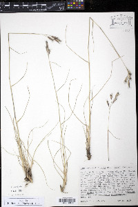 Danthonia californica image