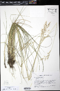 Danthonia compressa image