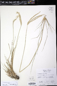 Chloris canterai image