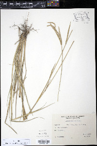 Chloris canterai image