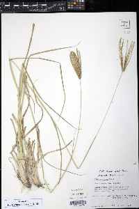 Chloris gayana image