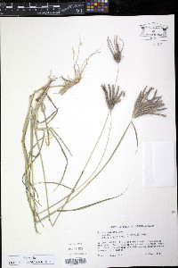 Chloris inflata image