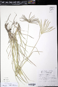 Chloris X subdolichostachya image
