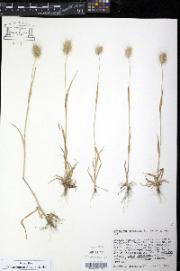 Cynosurus echinatus image