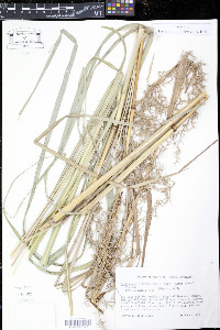 Cymbopogon citratus image