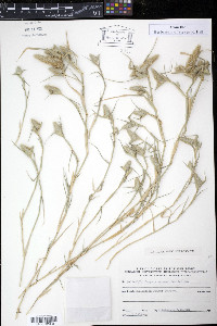 Crypsis schoenoides image