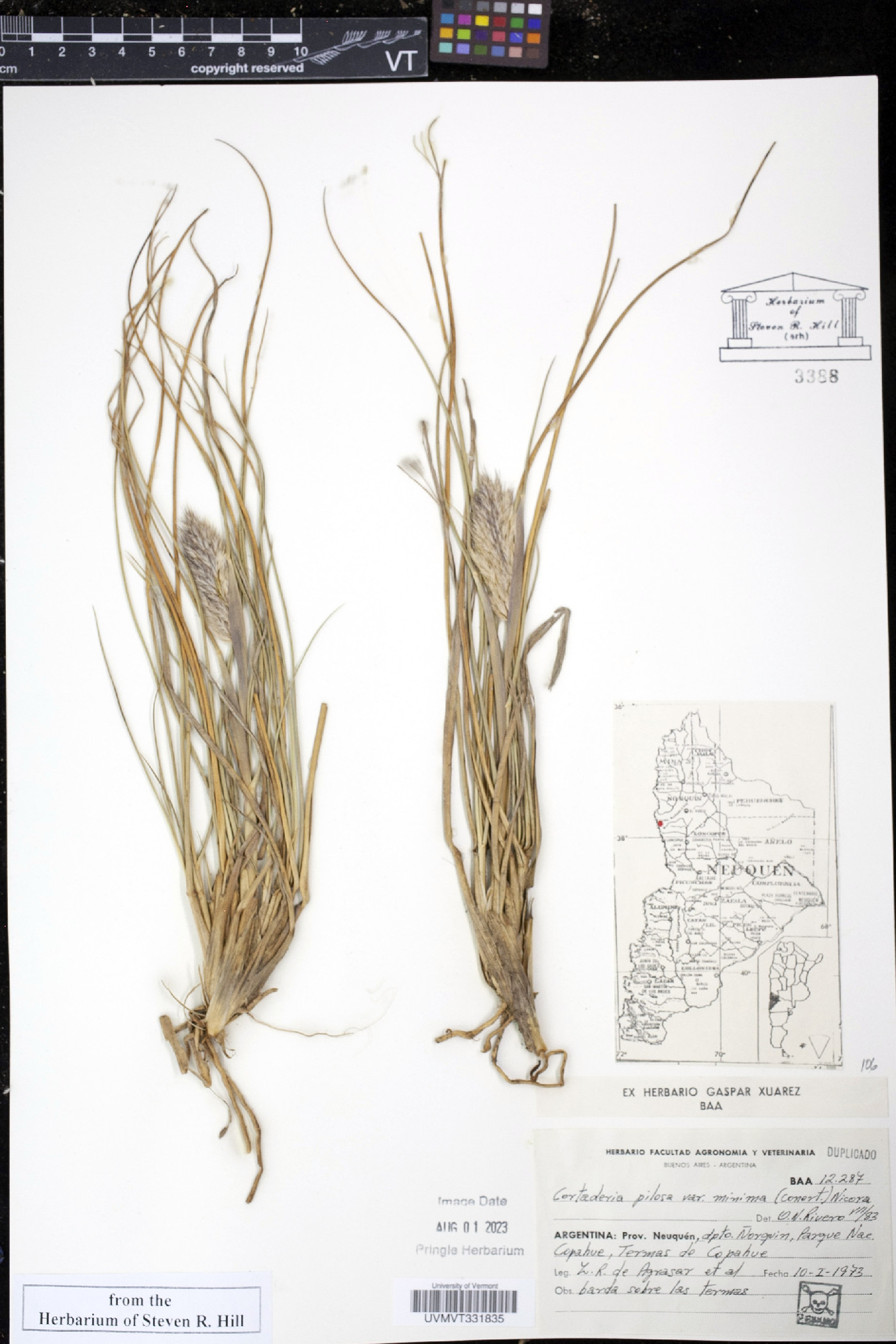 Cortaderia pilosa image