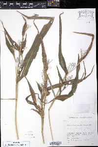 Coix lacryma-jobi image