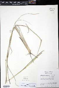 Coelorachis cylindrica image