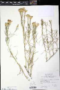 Ericameria nauseosa var. nauseosa image