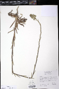 Madia sativa image