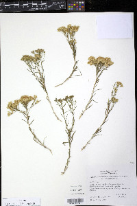 Chrysothamnus viscidiflorus var. viscidiflorus image