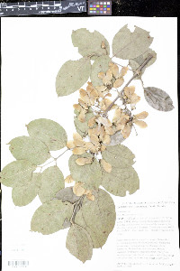 Bronwenia cinerascens image