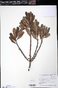 Myrsine floridana image