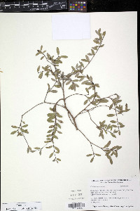 Mosiera androsiana image