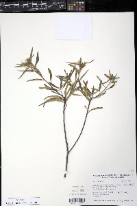 Turnera ulmifolia image