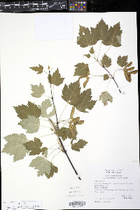 Acer glabrum image