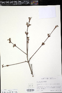 Acer barbatum image