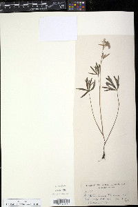 Delphinium tricorne image