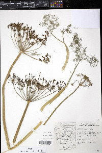 Lomatium grayi image