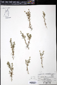 Matricaria discoidea image