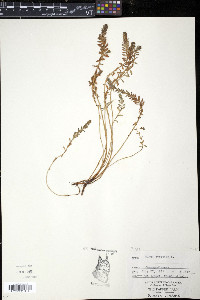 Glaux maritima image