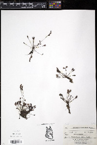 Drosera intermedia image