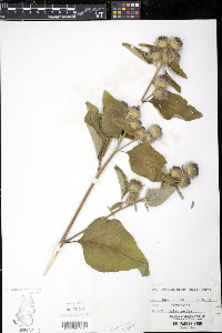 Arctium minus image
