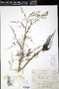 Cicuta bulbifera image