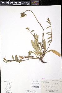 Hieracium caespitosum image