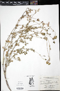 Lotus corniculatus image